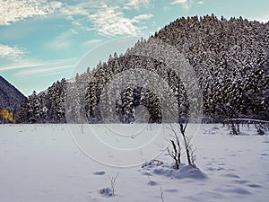 Snowy winter mountains with softwood forest