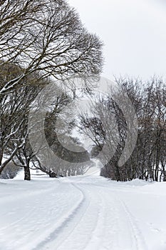 Snowy winter park. A path in the forest and bare trees. Vertical