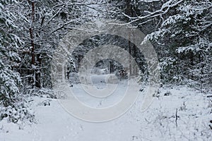 Snowy winter in the pine forest.