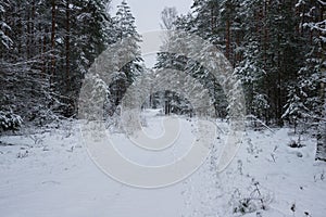 Snowy winter in the pine forest.