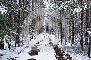 Snowy winter in the pine forest.