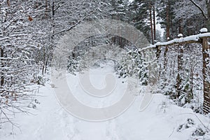 Snowy winter in the pine forest.