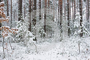 Snowy winter in the pine forest.