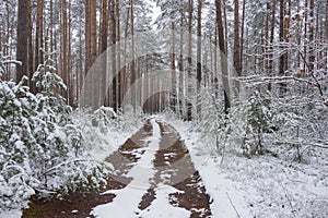 Snowy winter in the pine forest.