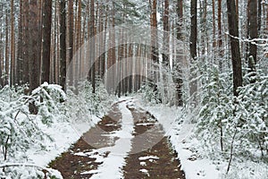 Snowy winter in the pine forest.