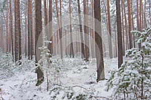 Snowy winter in the pine forest.