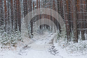 Snowy winter in the pine forest.