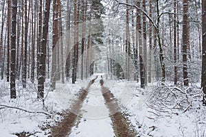 Snowy winter in the pine forest.