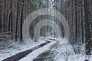 Snowy winter in the pine forest.