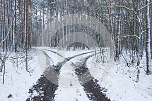 Snowy winter in the pine forest.