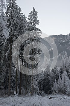 Snowy winter pine forest in the Alps.