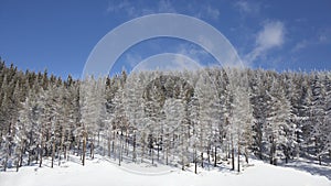 Snowy Winter Pine Forest Landscape