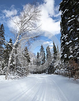 Snowy winter road through the evergreens and birch trees