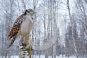 Snowy winter scene with hawk owl, Surnia ulula. Hawk Owl in nature forest habitat during cold winter. Wildlife scene from nature.