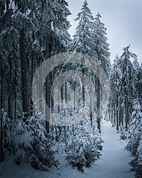 Snowy winter scene with a path covered in snow and evergreen trees on either side.