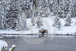 Snowy winter scene in Yellowstone with pine trees, river and bis