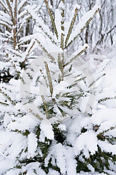 snowy winter season in nature. fresh icy frozen snow and snowflakes covered spruce or