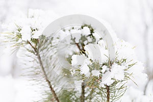 snowy winter season in nature. fresh icy frozen snow and snowflakes covered spruce or