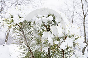 snowy winter season in nature. fresh icy frozen snow and snowflakes covered spruce or