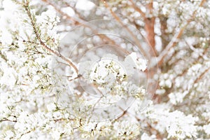 snowy winter season in nature. fresh icy frozen snow and snowflakes covered spruce or