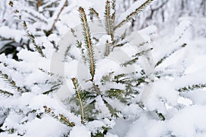 snowy winter season in nature. fresh icy frozen snow and snowflakes covered spruce or