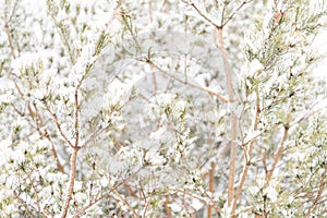 snowy winter season in nature. fresh icy frozen snow and snowflakes covered spruce or fir or pine tree