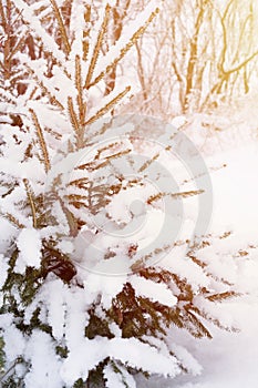 snowy winter season in nature. fresh icy frozen snow and snowflakes covered spruce or fir or pine tree branches