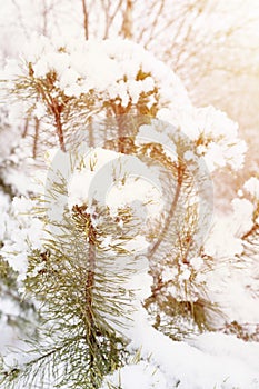 snowy winter season in nature. fresh icy frozen snow and snowflakes covered spruce or fir or pine tree branches