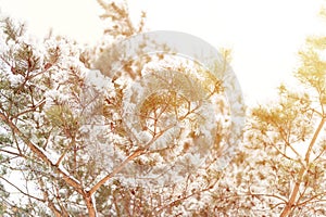 snowy winter season in nature. fresh icy frozen snow and snowflakes covered spruce or fir or pine tree branches