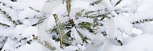 snowy winter season in nature. fresh icy frozen snow and snowflakes covered spruce or fir or pine tree branches