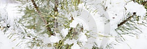 snowy winter season in nature. fresh icy frozen snow and snowflakes covered spruce or fir or pine tree branches