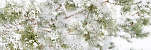 snowy winter season in nature. fresh icy frozen snow and snowflakes covered spruce or fir or pine tree branches