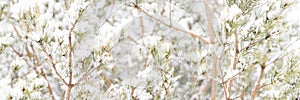 snowy winter season in nature. fresh icy frozen snow and snowflakes covered spruce or fir or pine tree branches