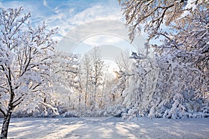 Snowy Winter Sunrise Scene