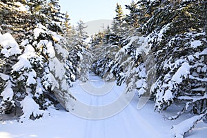 Snowy winter trail with spruce trees