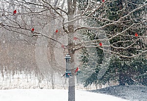 Snowy Winter Tree with Male Cardinals