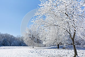 Snowy Winter Trees