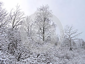 Snowy winter trees