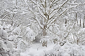 Snowy winter trees, fresh new snow covered garden, lilac branches after blizzard snowstorm, heavy snowfall drifts, multiple tree