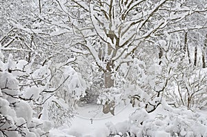 Snowy winter trees, fresh new snow covered garden, lilac branches after blizzard snowstorm, heavy snowfall drifts, multiple tree photo