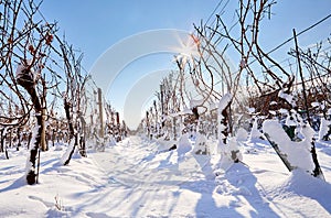 Snowy winter vineyard rows on a sunny day