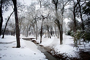 Snowy winter wonderland trees and forest in park with snowcover on ground and creek