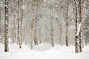 Snowy wintry forest