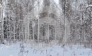 Snowy wintry scene in Lapland Finland