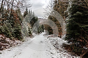 Snowy woodland path in the middle of the winter forest