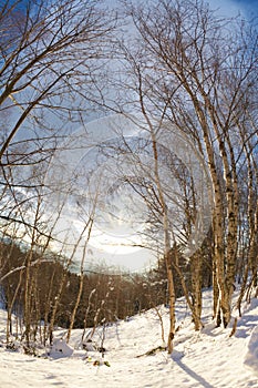 Nevado bosque de abedul 