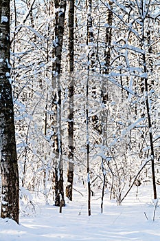 snowy woods in forest in sunny winter day