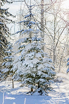 Snowy young small fir trees in winter forest or park in sunny clear frosty day. Reforestation.