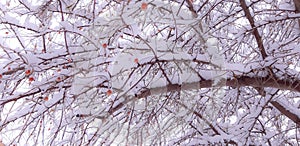 Snowybranches
