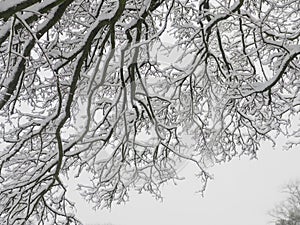 SnowyTree Branches